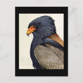 Briefkaart- Chicago Art-Abyssiniaanse vogels 18 Briefkaart (Voorkant)