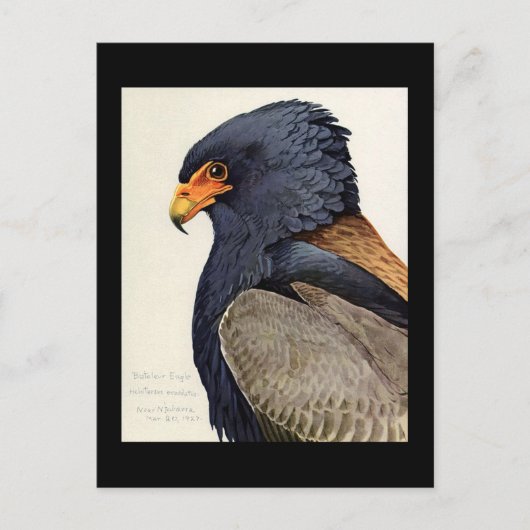 Briefkaart- Chicago Art-Abyssiniaanse vogels 18 Briefkaart (Voorkant)