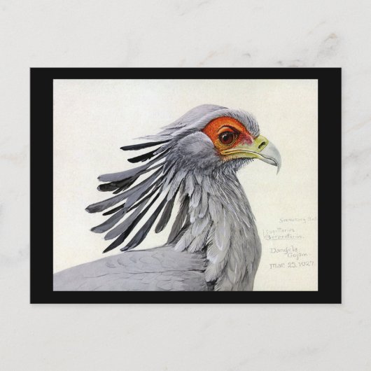 Briefkaart- Chicago Art-Abyssiniaanse vogels 19 Briefkaart (Voorkant)