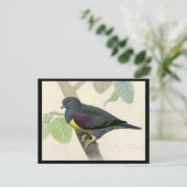 Briefkaart- Chicago Art-Abyssiniaanse vogels 1 Briefkaart (Staand voorkant)