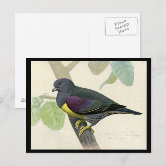 Briefkaart- Chicago Art-Abyssiniaanse vogels 1 Briefkaart (Voorkant / Achterkant)