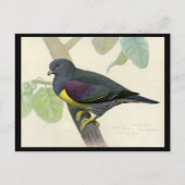 Briefkaart- Chicago Art-Abyssiniaanse vogels 1 Briefkaart (Voorkant)