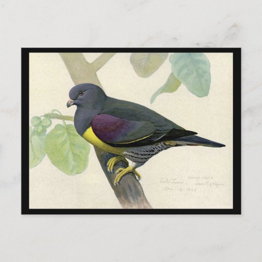 Briefkaart- Chicago Art-Abyssiniaanse vogels 1 Briefkaart (Voorkant)