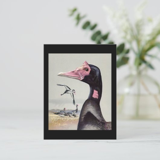 Briefkaart- Chicago Art-Abyssiniaanse vogels 20 Briefkaart (Staand voorkant)