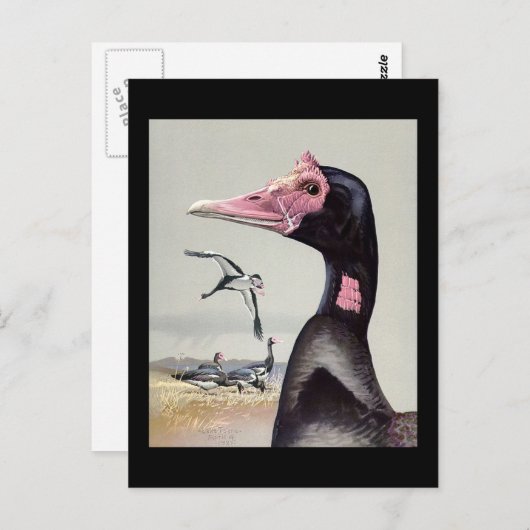 Briefkaart- Chicago Art-Abyssiniaanse vogels 20 Briefkaart (Voorkant / Achterkant)