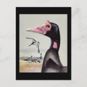 Briefkaart- Chicago Art-Abyssiniaanse vogels 20 Briefkaart (Voorkant)