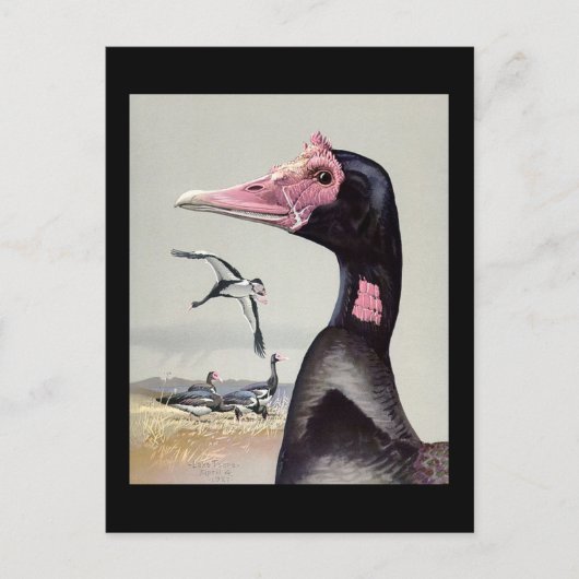 Briefkaart- Chicago Art-Abyssiniaanse vogels 20 Briefkaart (Voorkant)