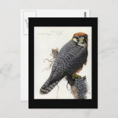 Briefkaart- Chicago Art-Abyssiniaanse vogels 2 Briefkaart (Voorkant / Achterkant)