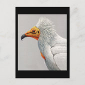 Briefkaart- Chicago Art-Abyssiniaanse vogels 3 Briefkaart (Voorkant)