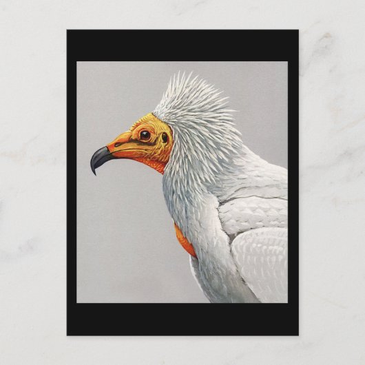 Briefkaart- Chicago Art-Abyssiniaanse vogels 3 Briefkaart (Voorkant)