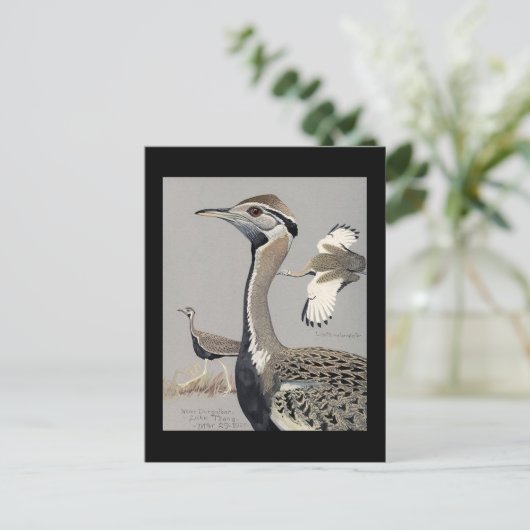 Briefkaart- Chicago Art-Abyssiniaanse vogels 4 Briefkaart (Staand voorkant)