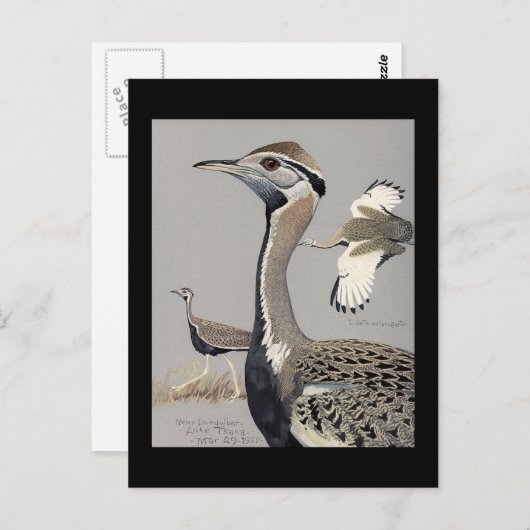 Briefkaart- Chicago Art-Abyssiniaanse vogels 4 Briefkaart (Voorkant / Achterkant)