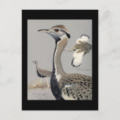 Briefkaart- Chicago Art-Abyssiniaanse vogels 4 Briefkaart (Voorkant)