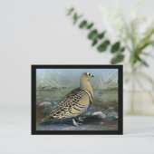 Briefkaart- Chicago Art-Abyssiniaanse vogels 5 Briefkaart (Staand voorkant)