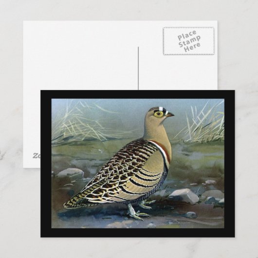 Briefkaart- Chicago Art-Abyssiniaanse vogels 5 Briefkaart (Voorkant / Achterkant)