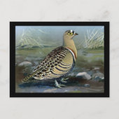 Briefkaart- Chicago Art-Abyssiniaanse vogels 5 Briefkaart (Voorkant)