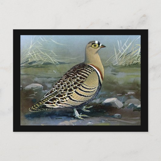 Briefkaart- Chicago Art-Abyssiniaanse vogels 5 Briefkaart (Voorkant)