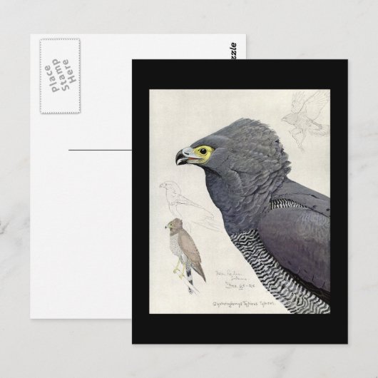 Briefkaart- Chicago Art-Abyssiniaanse vogels 6 Briefkaart (Voorkant / Achterkant)