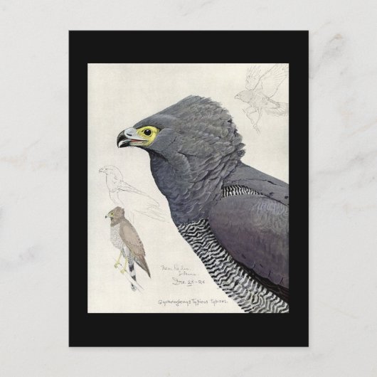 Briefkaart- Chicago Art-Abyssiniaanse vogels 6 Briefkaart (Voorkant)