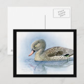 Briefkaart- Chicago Art-Abyssiniaanse vogels 7 Briefkaart (Voorkant / Achterkant)