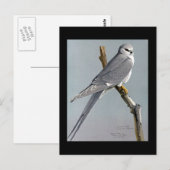 Briefkaart- Chicago Art-Abyssiniaanse vogels 8 Briefkaart (Voorkant / Achterkant)