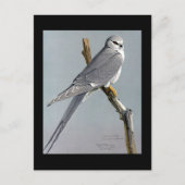 Briefkaart- Chicago Art-Abyssiniaanse vogels 8 Briefkaart (Voorkant)