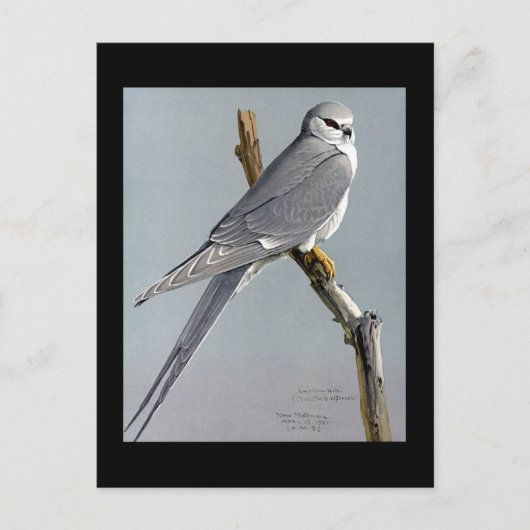 Briefkaart- Chicago Art-Abyssiniaanse vogels 8 Briefkaart (Voorkant)