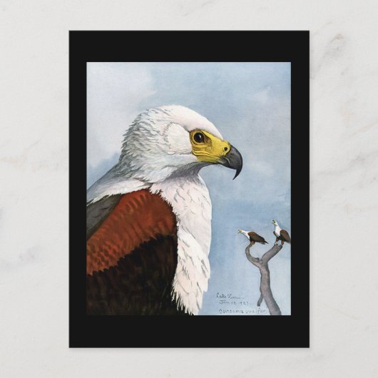 Briefkaart- Chicago Art-Abyssiniaanse vogels 9 Briefkaart (Voorkant)