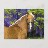 briefkaart "Chieftain" (Voorkant)