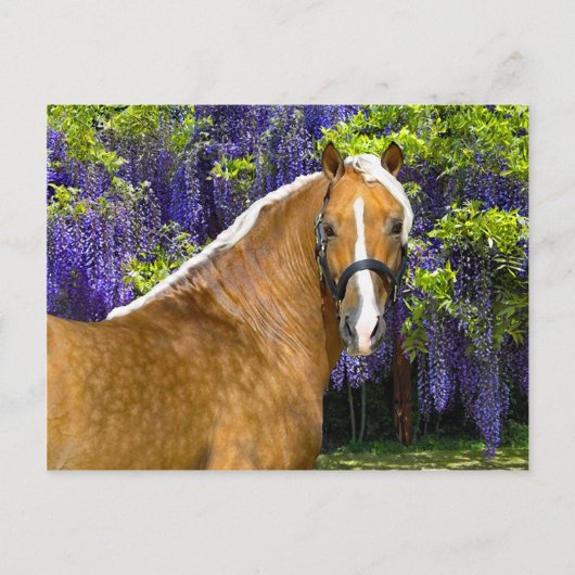 briefkaart "Chieftain" (Voorkant)