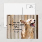 Briefkaart Chihuahua (Voorkant / Achterkant)