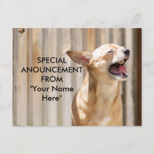 Briefkaart Chihuahua