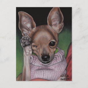 Briefkaart Chihuahua