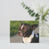 Briefkaart Chihuahua (Staand voorkant)