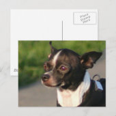 Briefkaart Chihuahua (Voorkant / Achterkant)