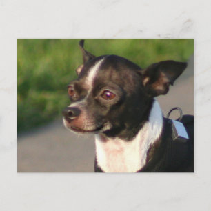 Briefkaart Chihuahua