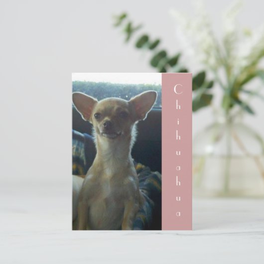 Briefkaart Chihuahua (Staand voorkant)