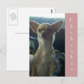 Briefkaart Chihuahua (Voorkant / Achterkant)