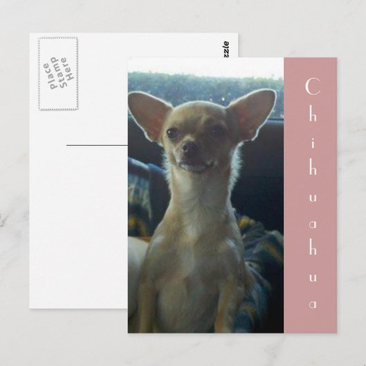 Briefkaart Chihuahua (Voorkant / Achterkant)