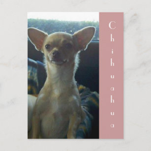 Briefkaart Chihuahua