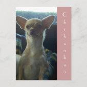 Briefkaart Chihuahua (Voorkant)