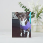 Briefkaart Chihuahua (Staand voorkant)