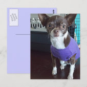 Briefkaart Chihuahua (Voorkant / Achterkant)