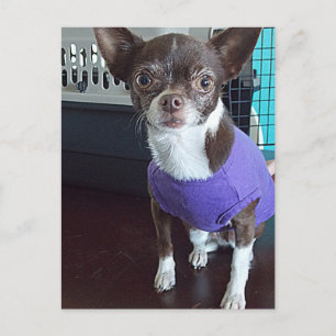 Briefkaart Chihuahua