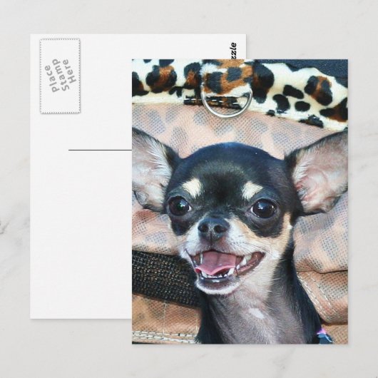 Briefkaart Chihuahua (Voorkant / Achterkant)