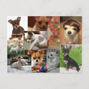 Briefkaart Chihuahua