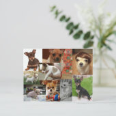 Briefkaart Chihuahua (Staand voorkant)