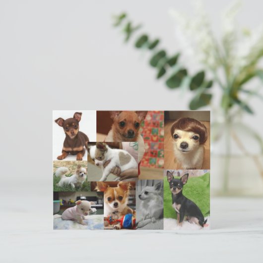 Briefkaart Chihuahua (Staand voorkant)