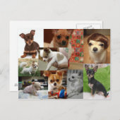 Briefkaart Chihuahua (Voorkant / Achterkant)