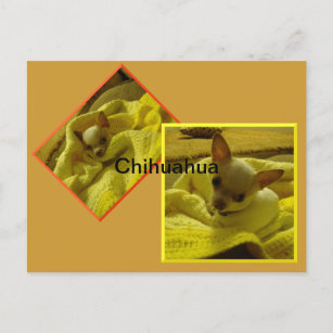 Briefkaart Chihuahua